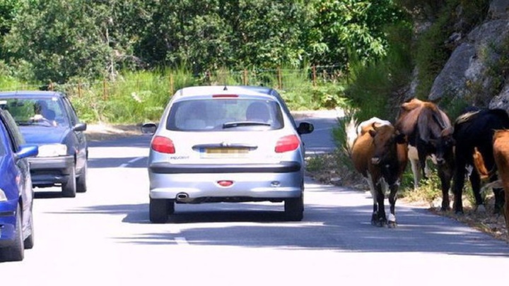 La divagation animale a déjà causé déjà tant de drames... La divagation animale a déjà causé déjà tant de drames...